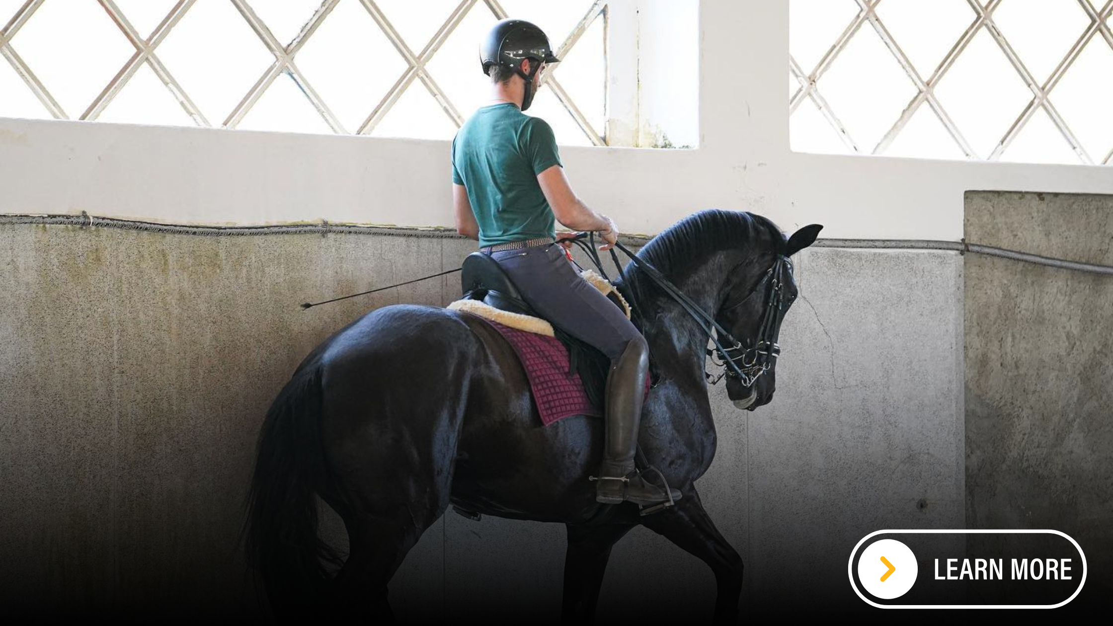 Rider schooling a black Lusitano.